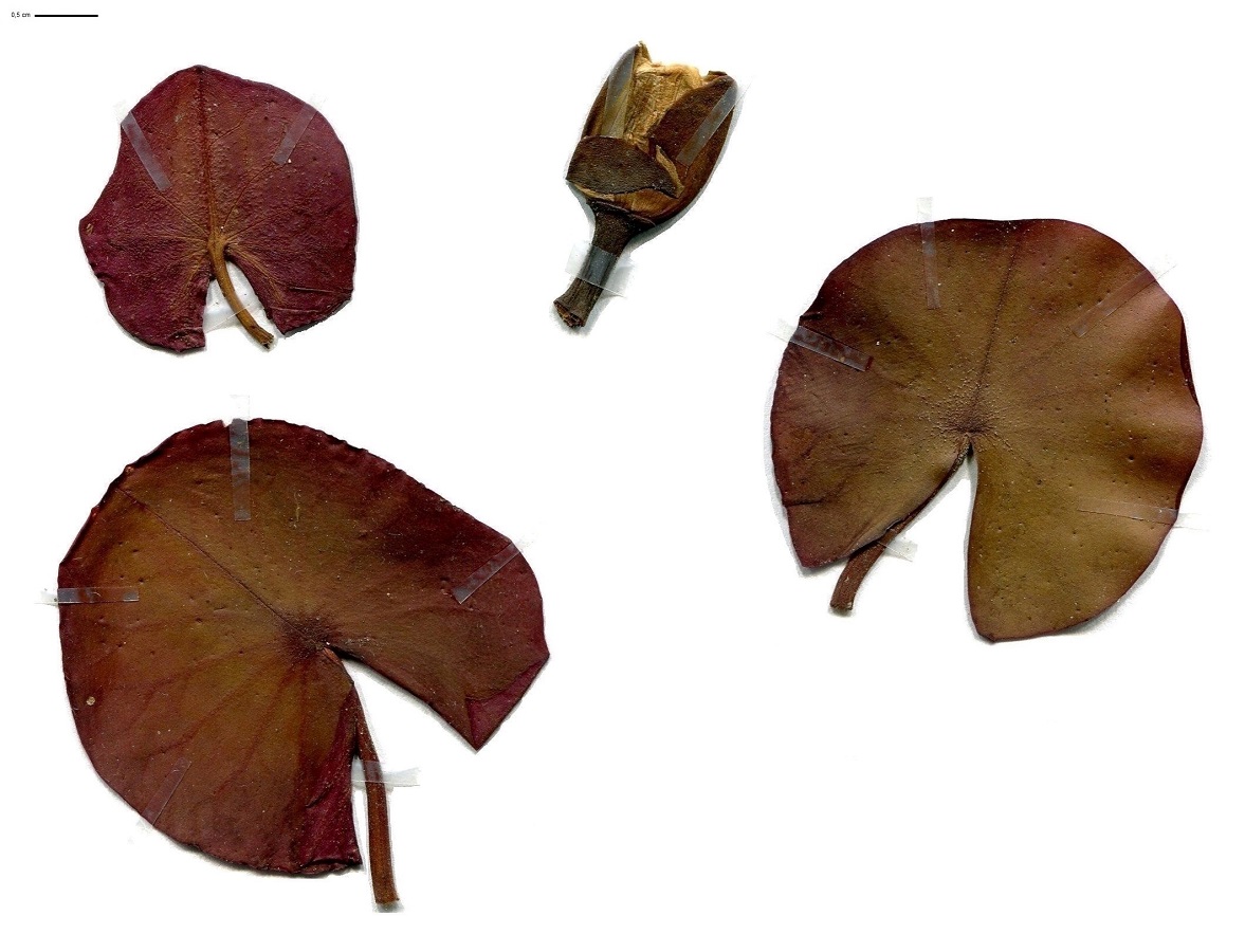 Nymphaea alba (Nymphaeaceae)